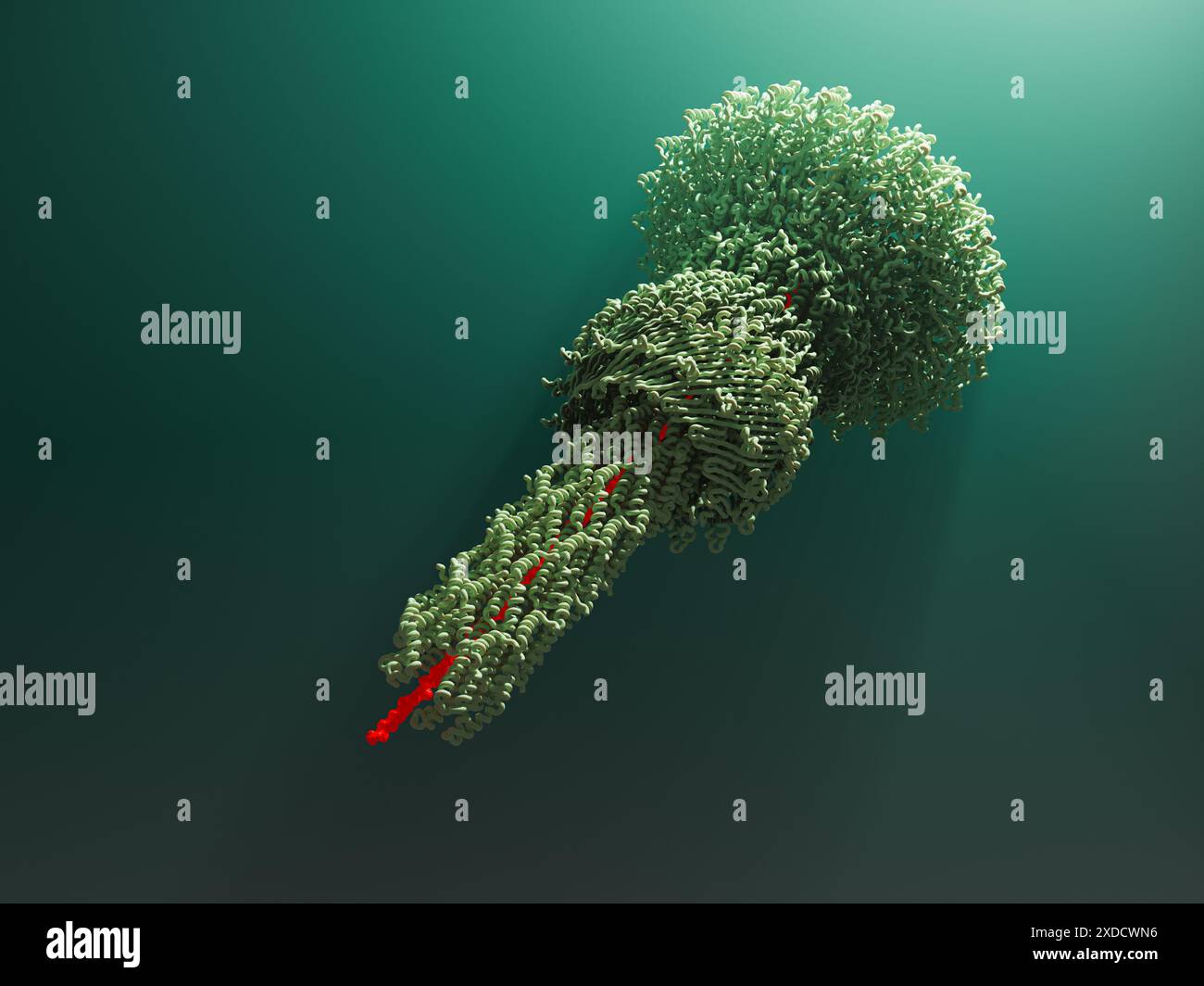 Illustration der Injektion einer Salmonella sp. Bakterium, das Effektorproteine liefert (rot). Injektisomen sind Teil des Typ-3-Sekretionssystems (T3SS), das von mehreren gramnegativen Bakterien verwendet wird. Das T3SS ist eine molekulare Struktur, die Proteine in potentielle Wirtszellen abgeben kann, die dazu beitragen, die Zelle anfällig für Infektionen zu machen. Stockfoto
