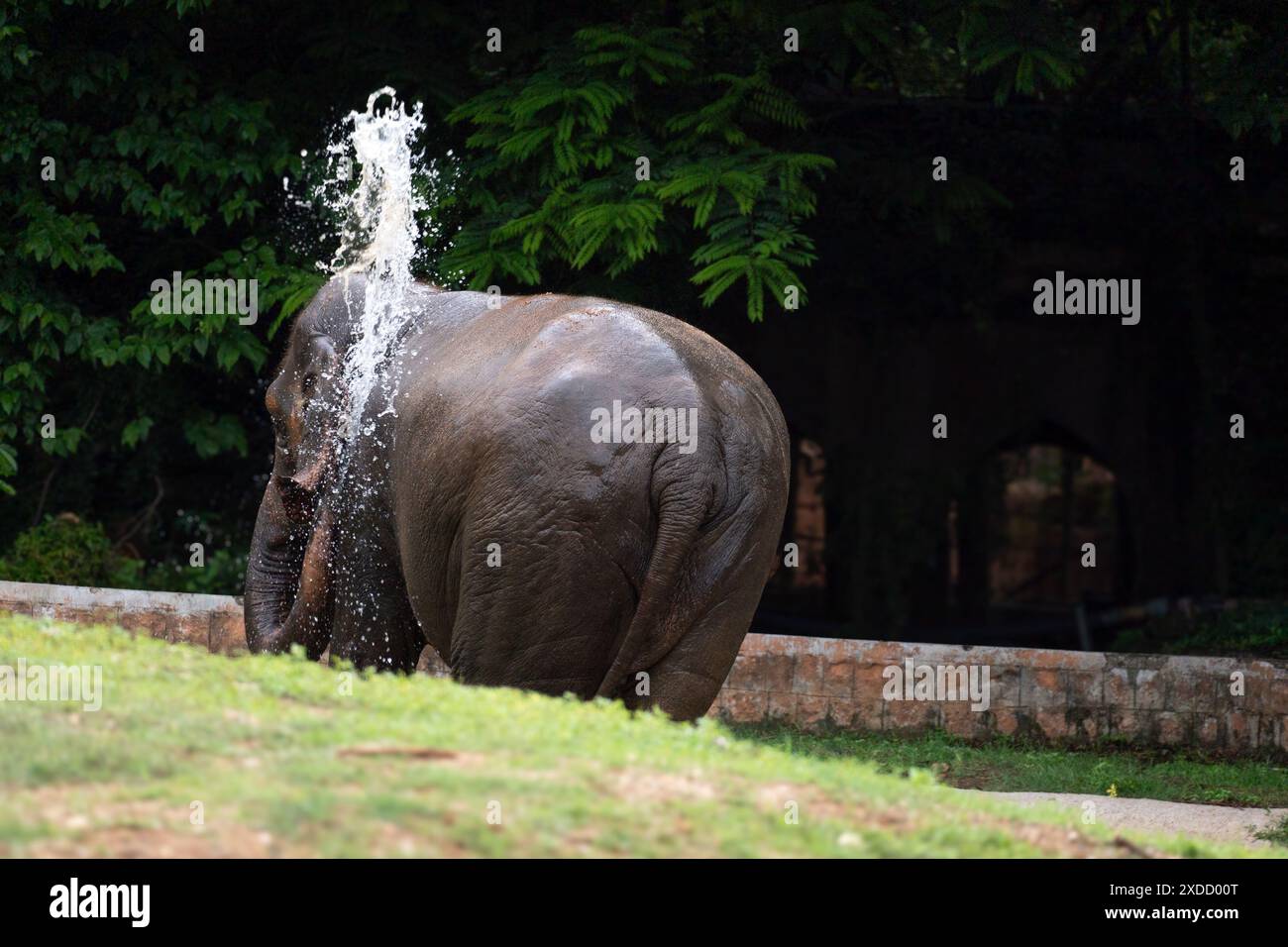 Nature's Grace: Ein Elefant kreiert eine perfekte Wasserspirale, während er eine erfrischende Trunk-Dusche genießt Stockfoto