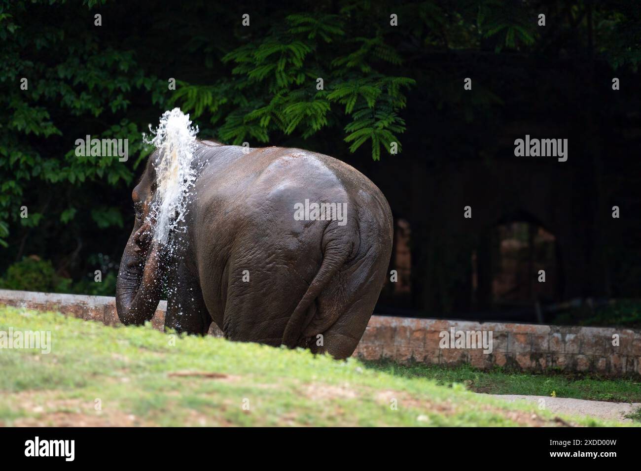 Nature's Grace: Ein Elefant kreiert eine perfekte Wasserspirale, während er eine erfrischende Trunk-Dusche genießt Stockfoto