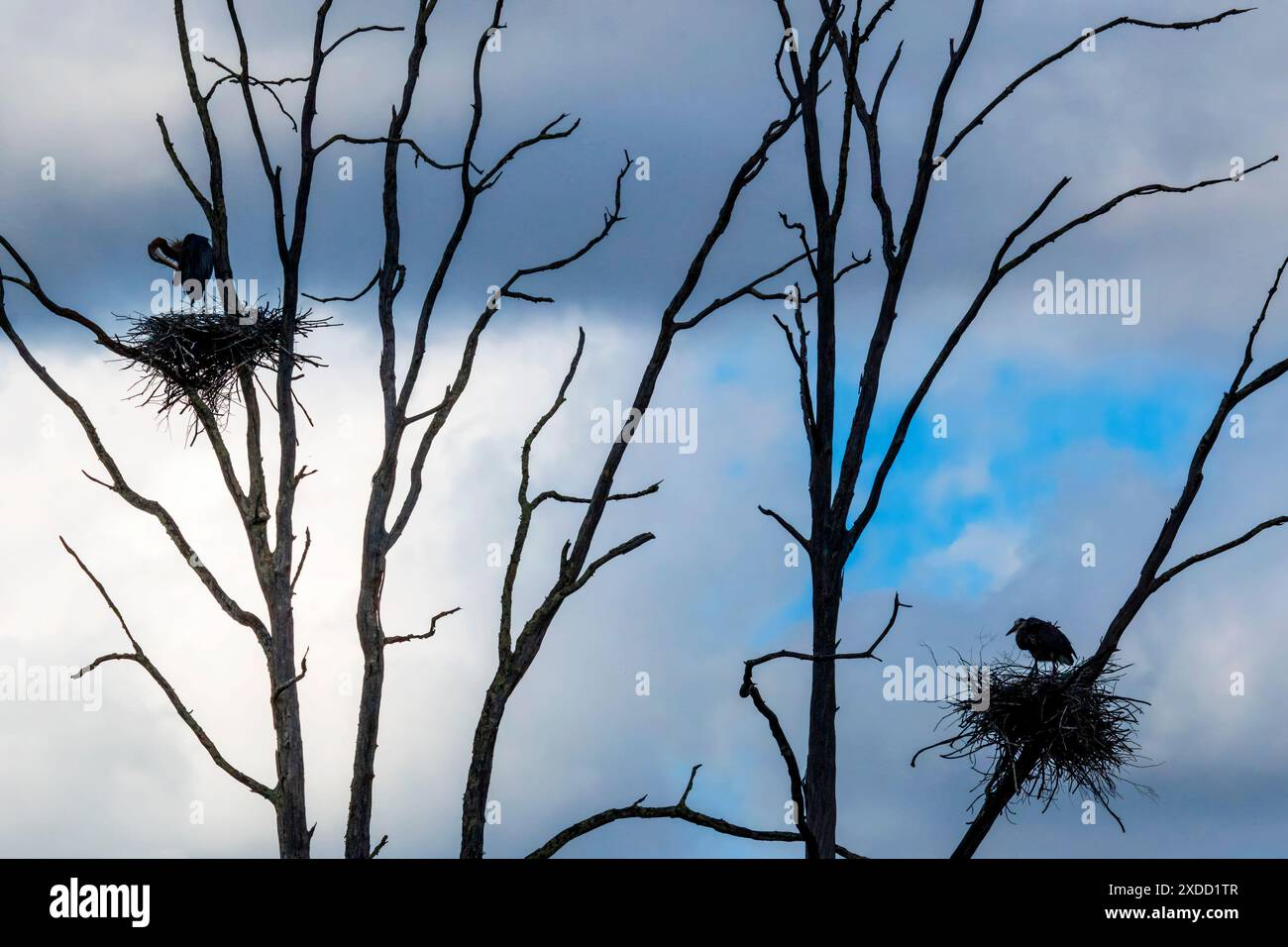 Große Blaue Hern im Nest Stockfoto