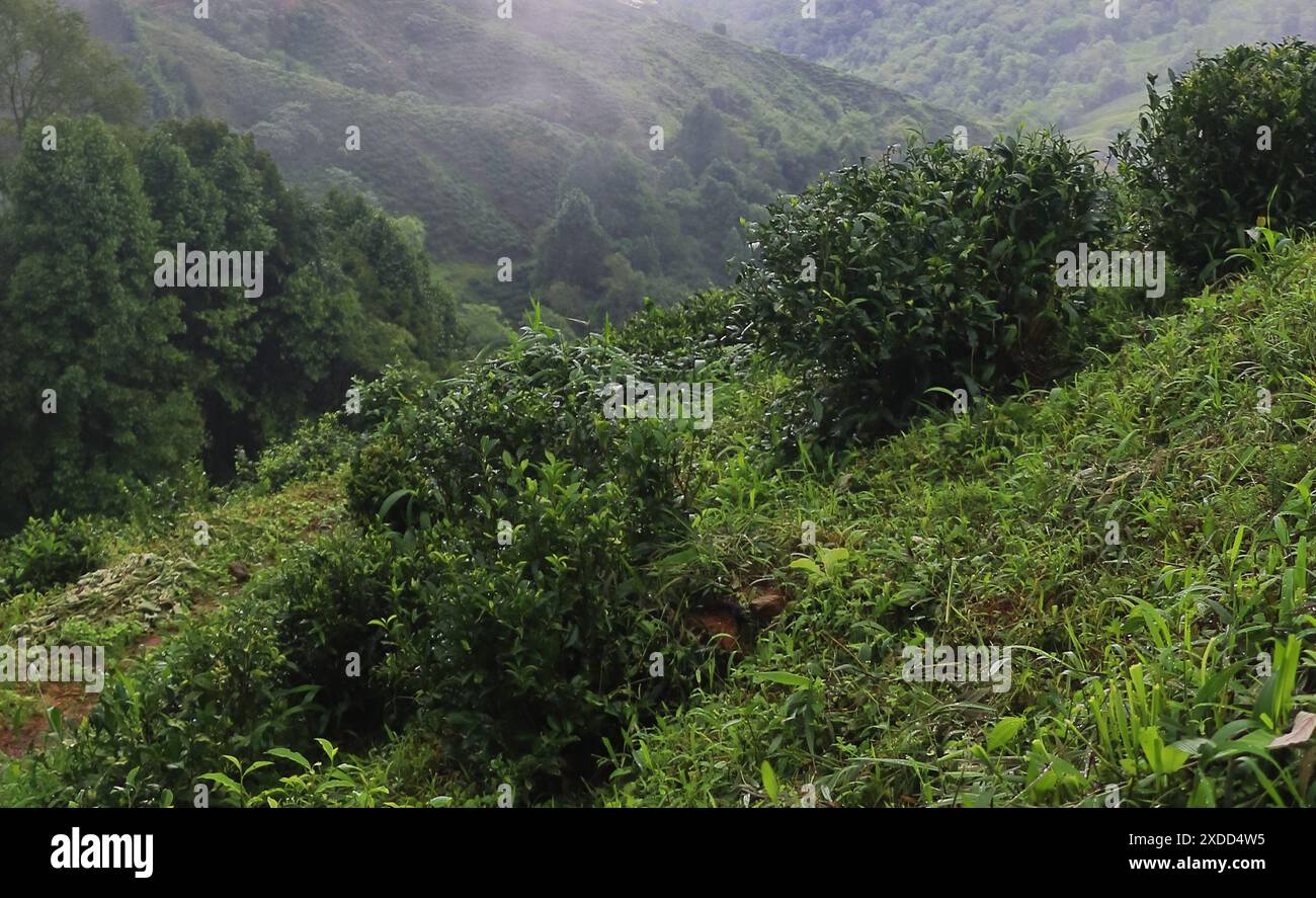 nebliger und üppiger grüner tropischer Regenwald an den Ausläufern des himalaya im Nordosten indiens Stockfoto