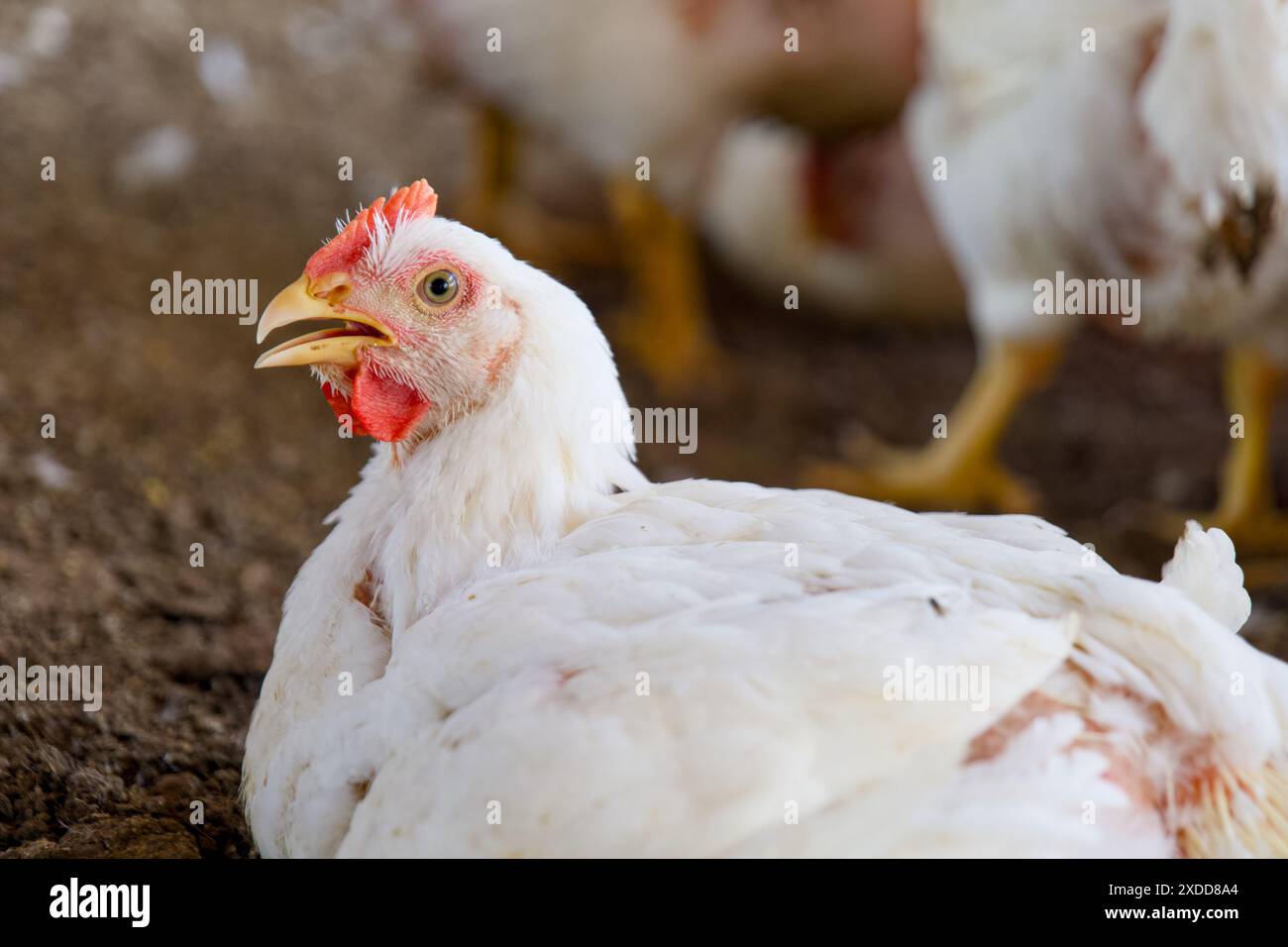 Eine lebhafte Szene entfaltet sich, während weiße Hühner in einem sonnendurchfluteten Bauernhof picken, streuen und kommunizieren Stockfoto