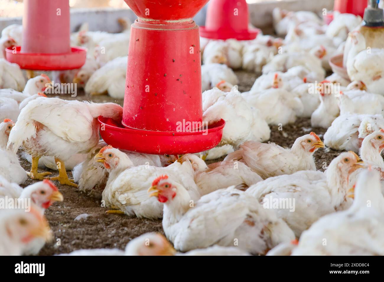 Weiße Hühner gedeihen in einem geräumigen Stall, füttern und bewegen sich frei auf einer lebhaften Geflügelfarm. Stockfoto
