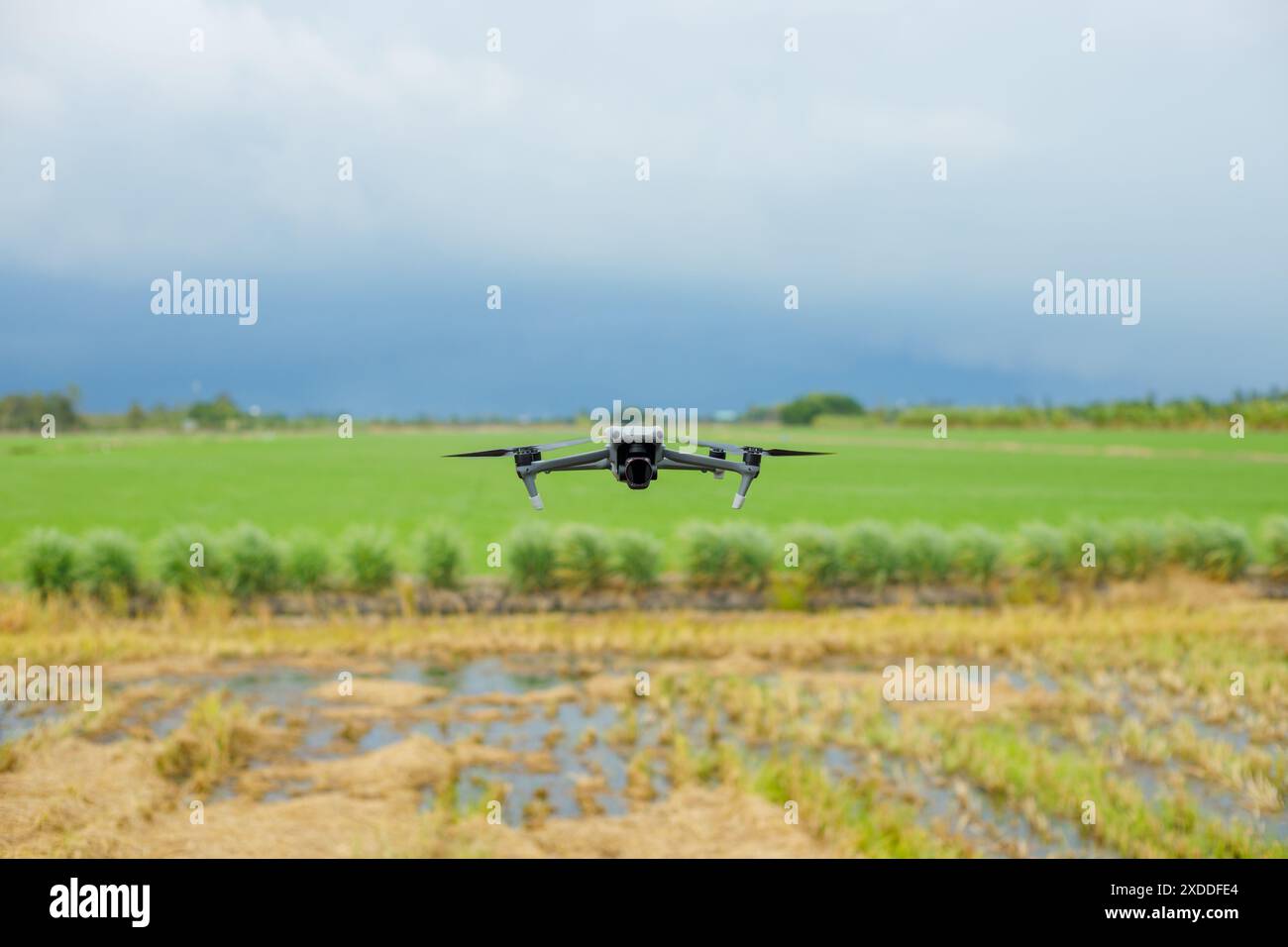 Drohne in der Landwirtschaft Reisfeld, moderne Technologien in der Landwirtschaft. Industriedrohne fliegen über einen Green Field Monitor Spray Pestizide Dünger. Stockfoto