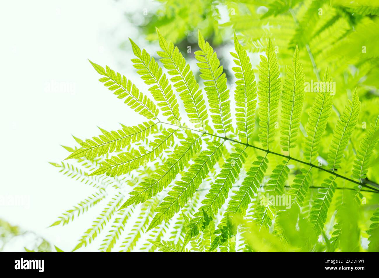 Chlorophyllphotosynthese der grünen Pflanzenblätter. Baum frische üppige Natur, hinterlässt Eco Green Environment natürlichen Hintergrund. Stockfoto
