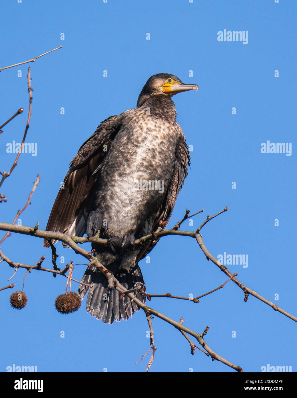 Kormoran thront auf Baum Stockfoto