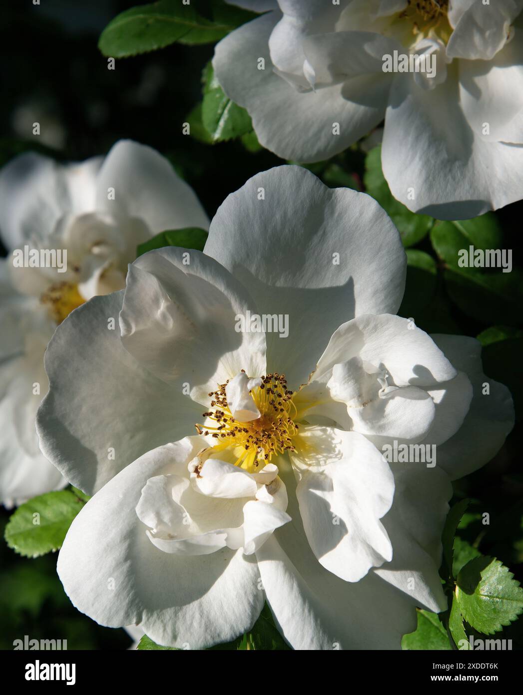 Rosa Nevada Stockfoto
