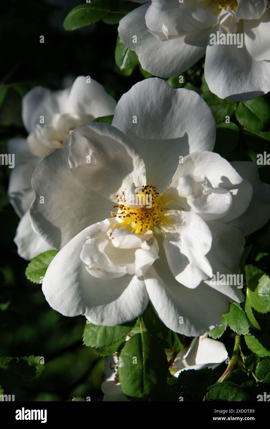Rosa Nevada Stockfoto