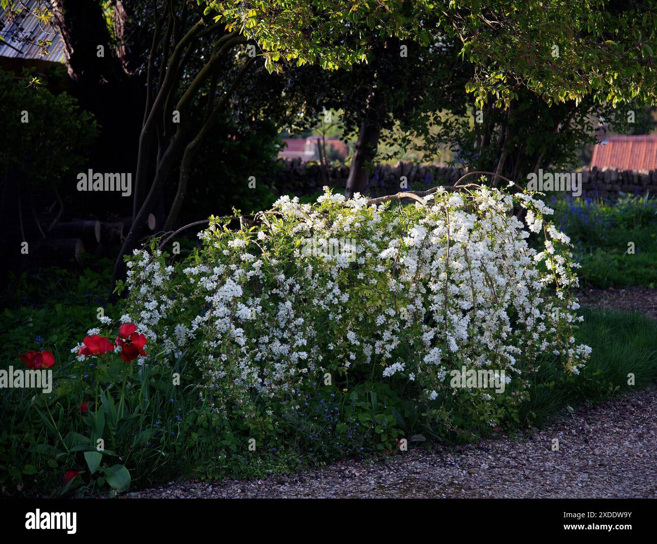 Exochorda macrantha "die Braut" in voller Blüte Stockfoto