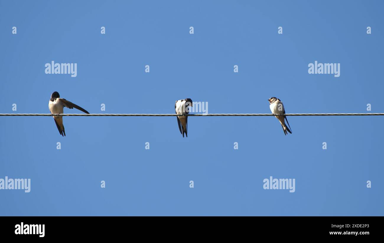 Dorfschwalben sitzen im Sommer auf Stromleitungen. Stockfoto