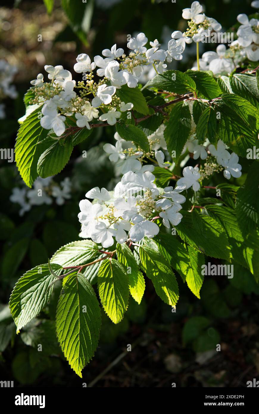 Viburnum „Mariesii“ Stockfoto