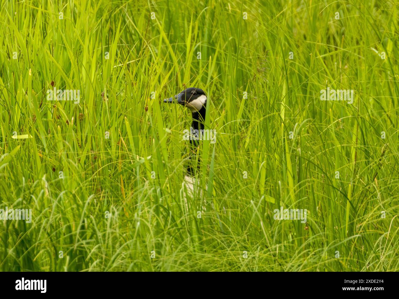 Kanadische Gans auf einem Nest zwischen Schilf und langem Gras Stockfoto