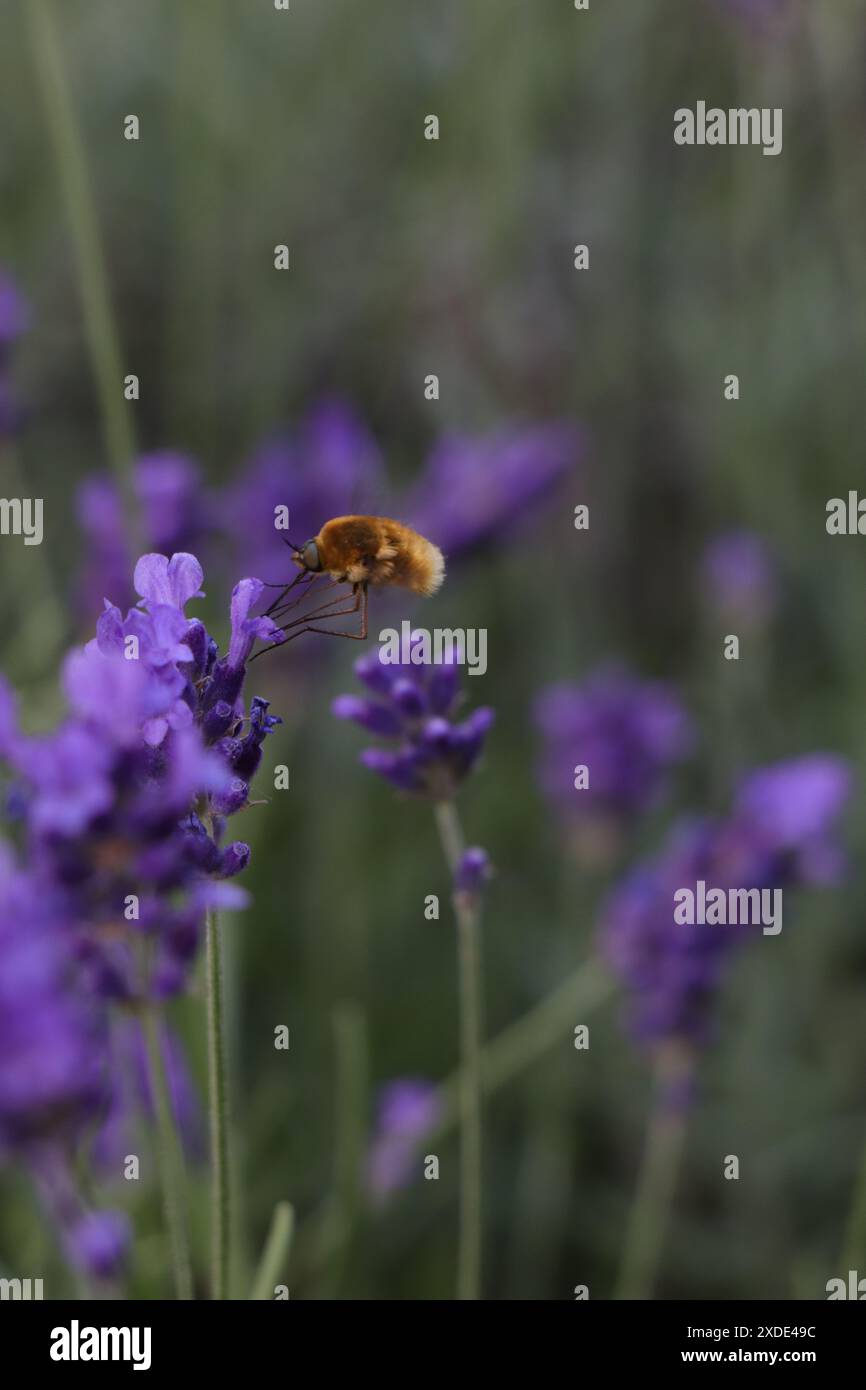 Nahaufnahme eines fliegenden Insekts, eines großen wollschwebfliegers im lavanda-Garten Stockfoto