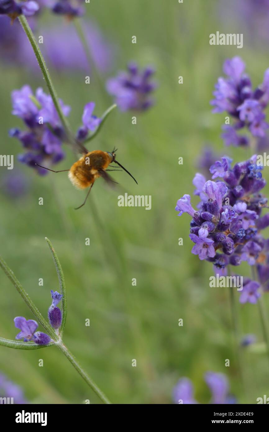 Nahaufnahme eines fliegenden Insekts, eines großen wollschwebfliegers im lavanda-Garten Stockfoto