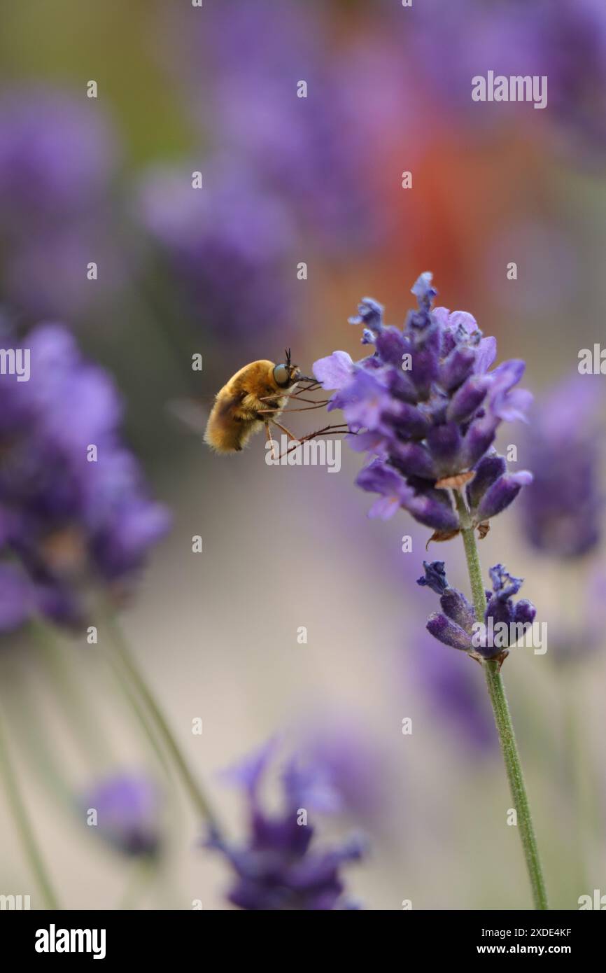 Nahaufnahme eines fliegenden Insekts, eines großen wollschwebfliegers im lavanda-Garten Stockfoto