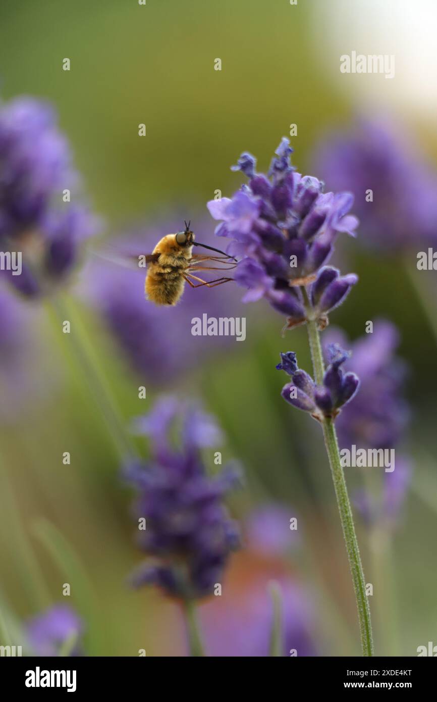 Nahaufnahme eines fliegenden Insekts, eines großen wollschwebfliegers im lavanda-Garten Stockfoto