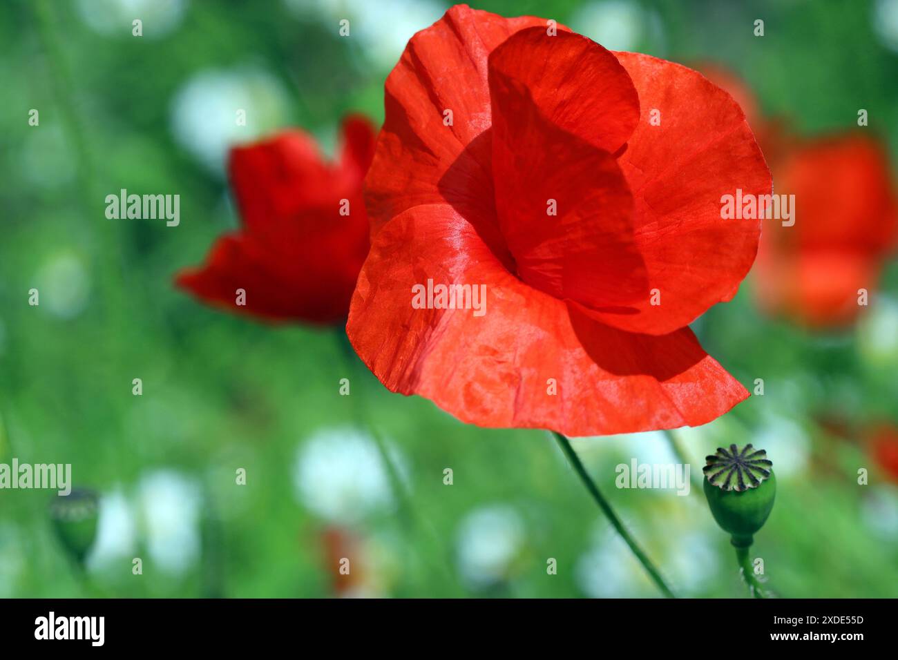 Blütenblätter eines hellroten Papaver Rhoeas bewegen sich und leuchten auf einer luftigen, sonnendurchfluteten Wildblumenwiese mit weißen Gänseblümchen. Makrobild Stockfoto Blütenblätter eines hellroten Papaver Rhoeas bewegen sich und leuchten auf einer luftigen, sonnendurchfluteten Wildblumenwiese mit weißen Gänseblümchen. Makrobild Stockfoto