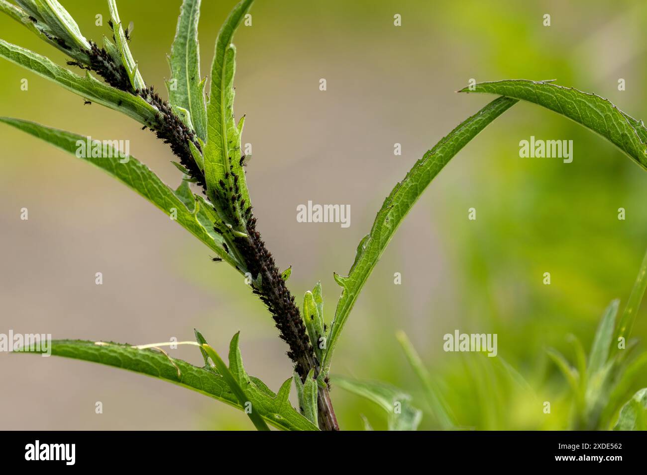 Insekten, die am Stamm einer Pflanze brüten Stockfoto