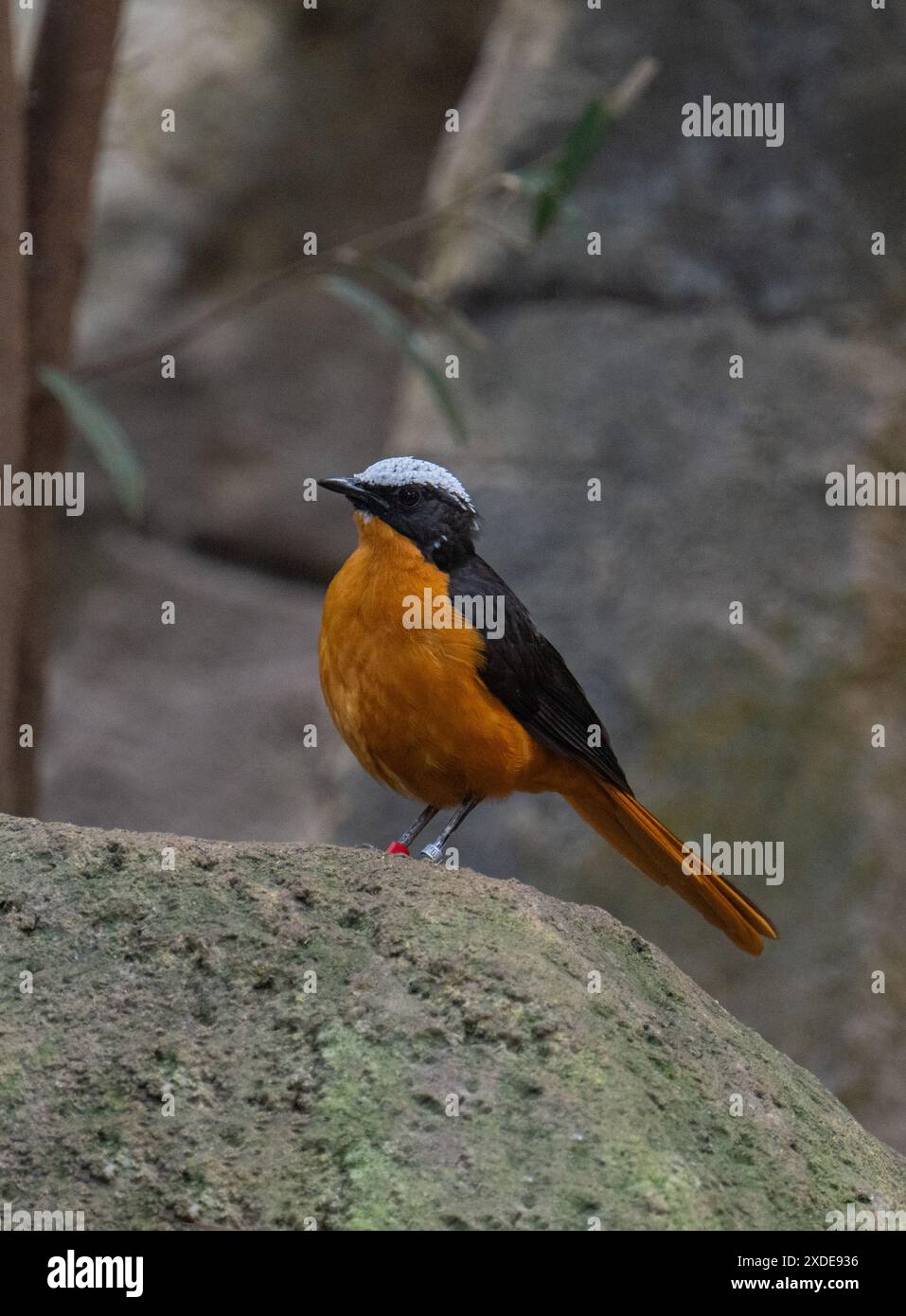 Cossypha albicapillus (Cossypha albicapillus), ein in Afrika endemischer und nicht-wandernder Vogel, der in trockener Savanne und subtropischer Region vorkommt Stockfoto