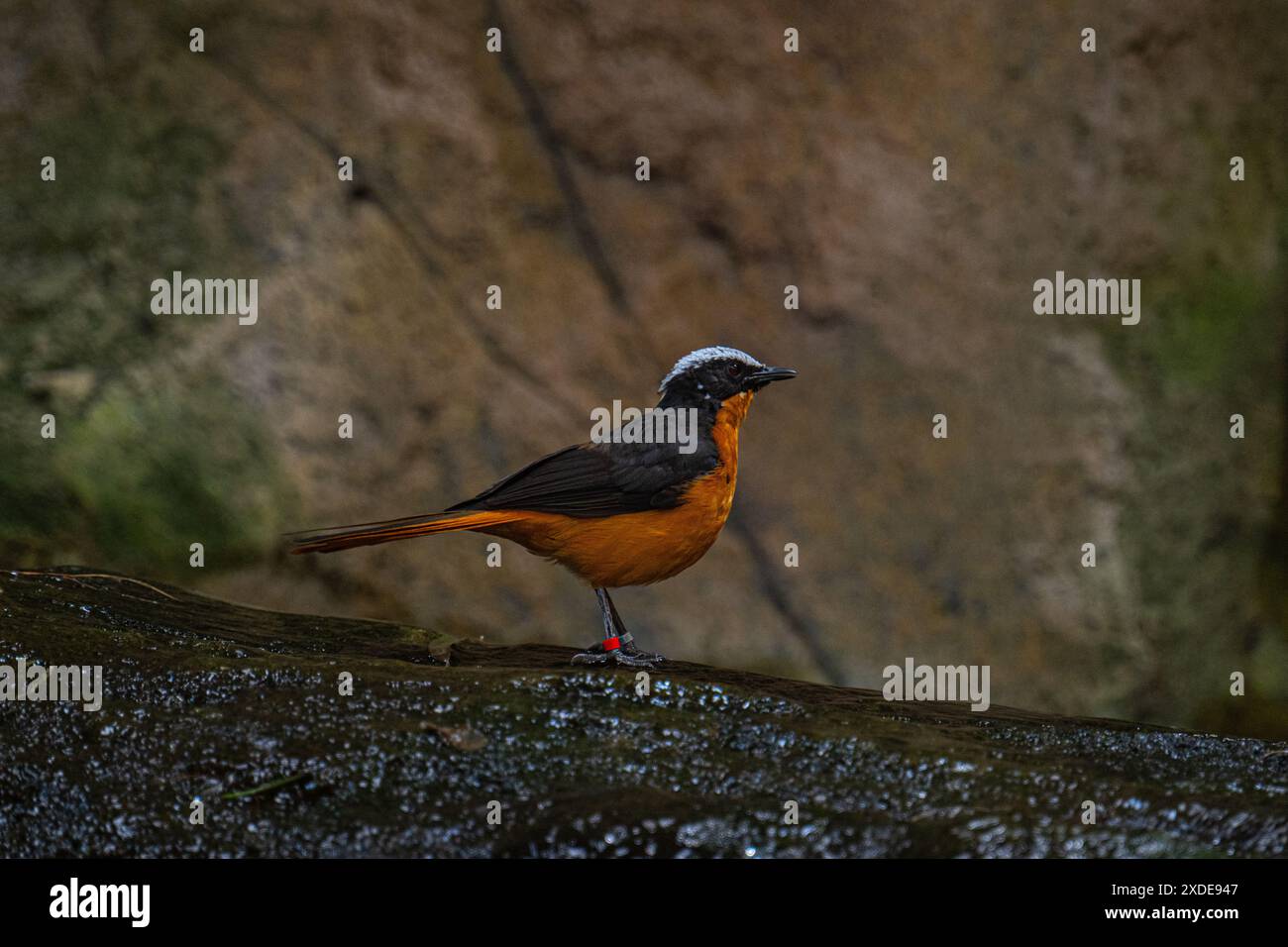 Cossypha albicapillus (Cossypha albicapillus), ein in Afrika endemischer und nicht-wandernder Vogel, der in trockener Savanne und subtropischer Region vorkommt Stockfoto