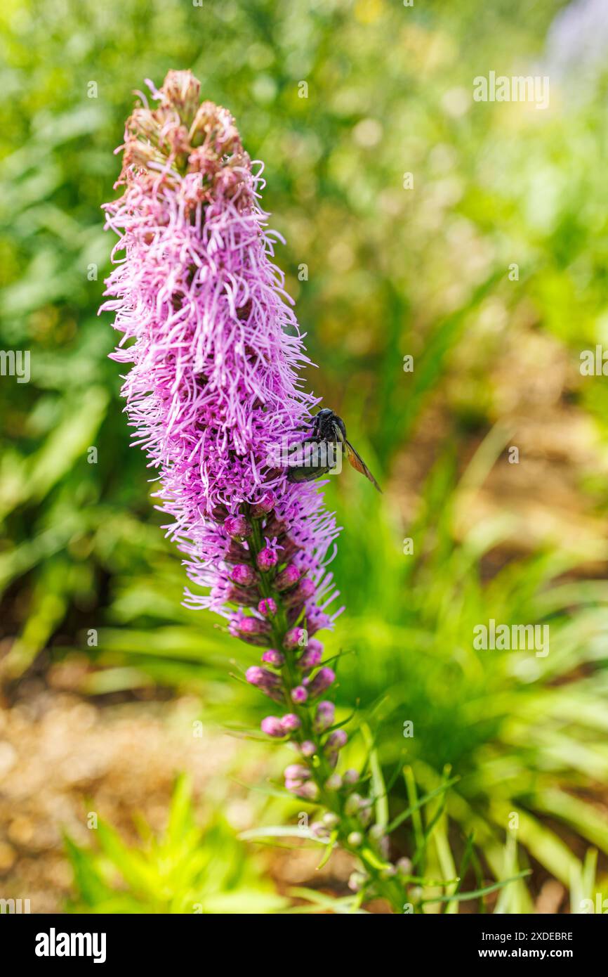 Linke Seite Ansicht der großen Schwarzen Zimmermannsbiene, die mit dem Sammeln von Pollen von einem blühenden Prairie Blazing Star beschäftigt ist, Hamamatsu City, Präfektur Shizuoka, Japan Stockfoto