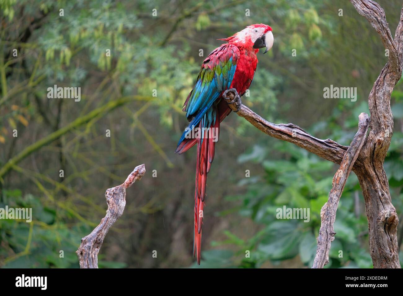 Großer farbenfroher rot-blauer Ara sitzt auf totem Baumzweig. Geschwungener Schwarzweiß-Schnabel. Sanfter grüner Dschungelhintergrund Stockfoto