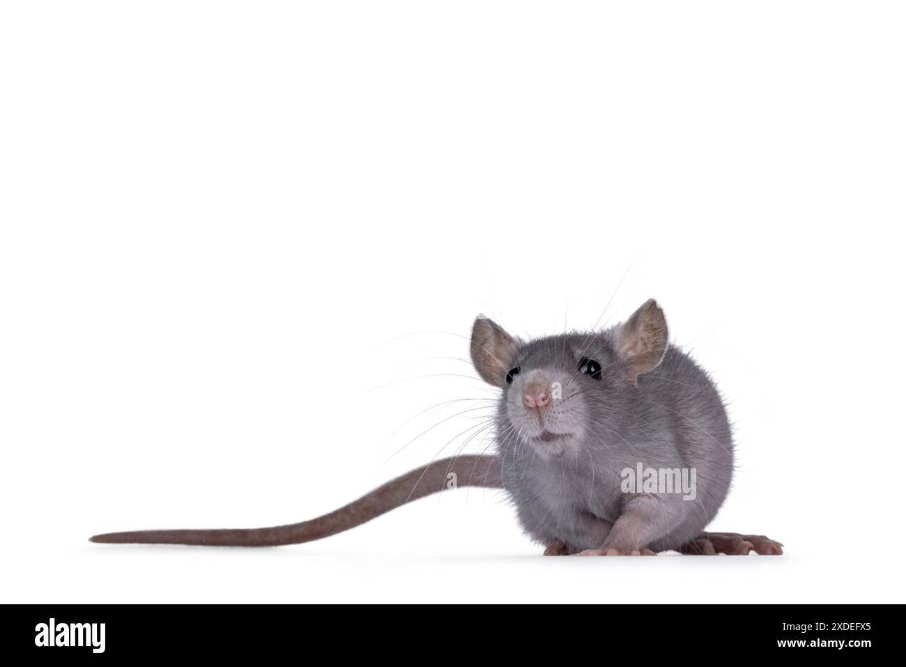 Niedliches, detailgetreues Porträt einer jungen blauen Ratte, die auf den Betrachter zugeht. Mit niedlichem Kopf zur Kamera hin schauen. Isoliert auf weißem Hintergrund. Stockfoto