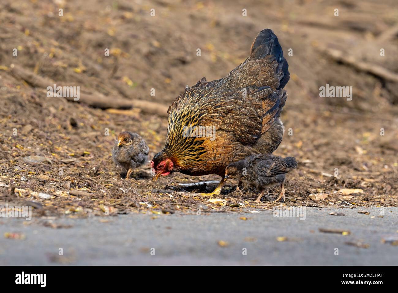 Hühner mit ihren Küken, die Gallus gallus domesticus füttern. Stockfoto