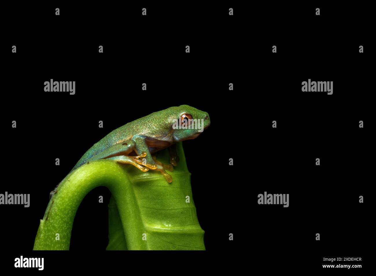 Rotäugige Baumfroschkaulquappe, die auf grünen Blättern sitzt, Rotäugige Baumfroschnähe auf Blättern, Rotäugiger Baumfrosch (Agalychnis callidryas) blickt über Blatt e Stockfoto