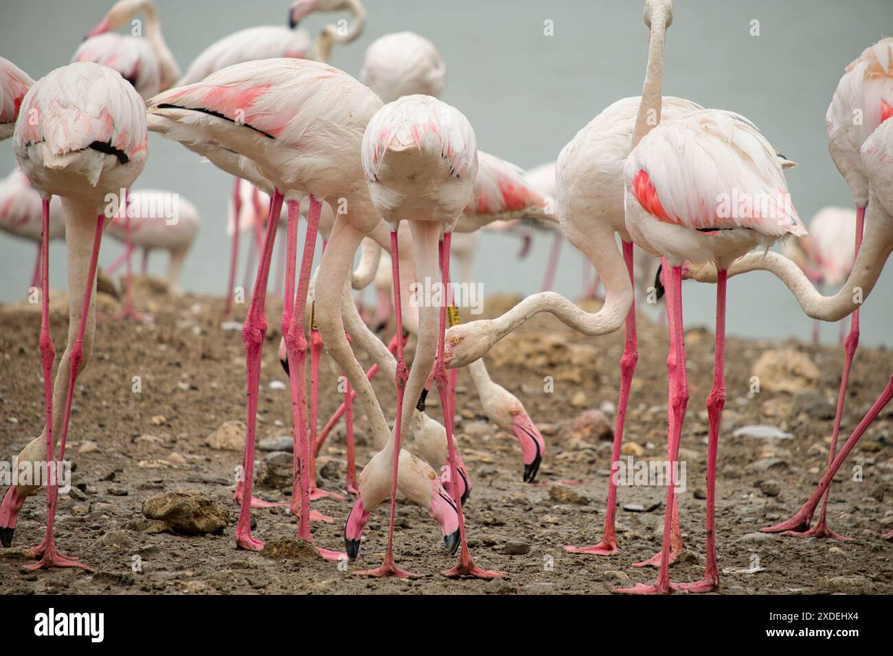 Flamingos suchen nach Nahrung am Kiesstrand. Rosafarbene Beine und Schnäbel. Weißes und rötliches Gefieder. Knallharte Knie Stockfoto