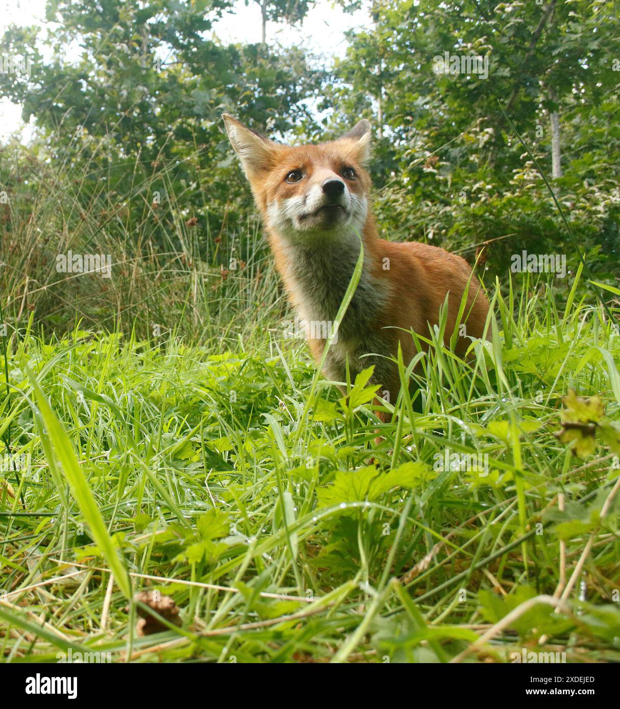 Rotfuchs Stockfoto