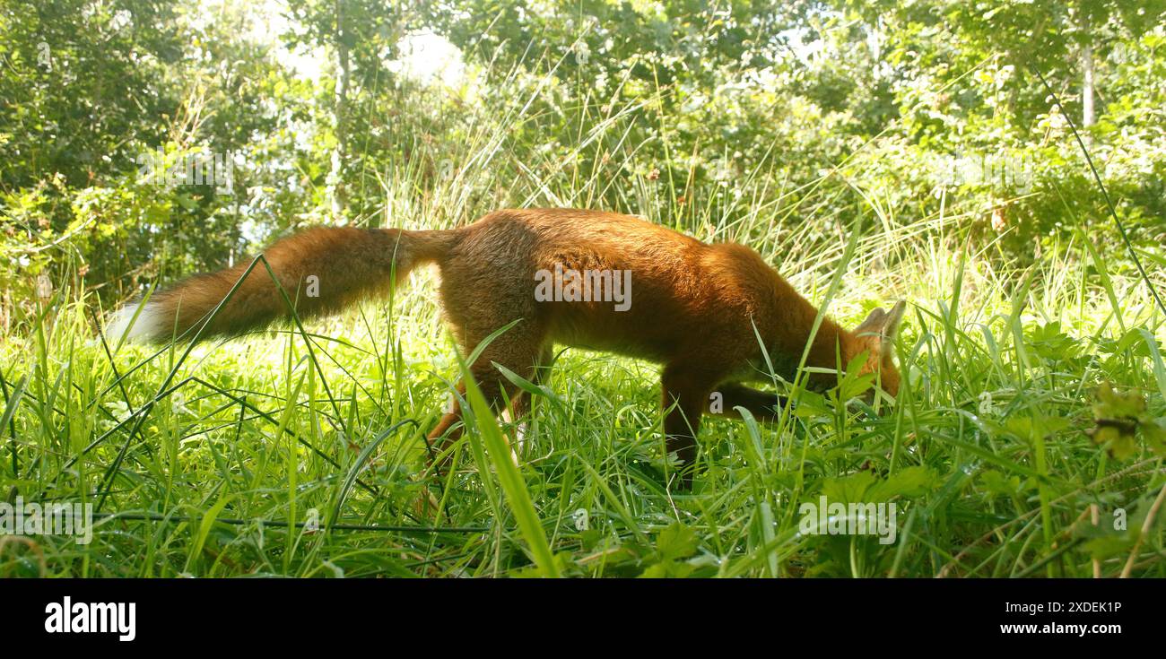 Rotfuchs Stockfoto