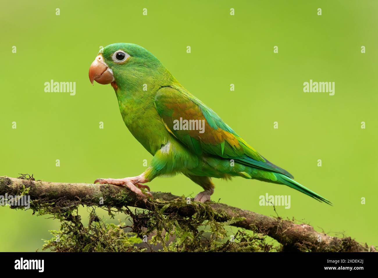 Orangenköpfiges Sittichporträt Brotogeris jugularis in Costa Rica Stockfoto