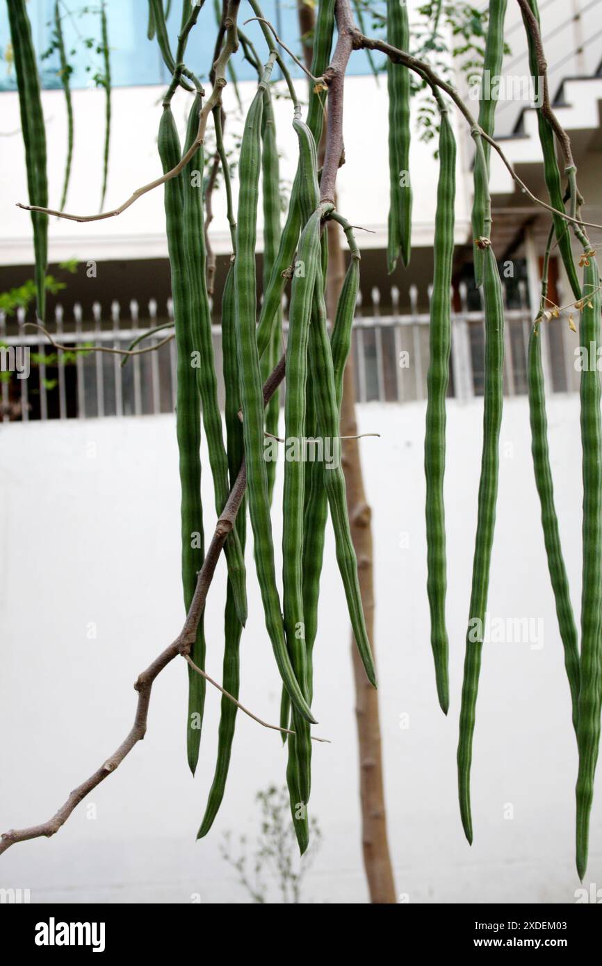 Unreife Drumstick (Moringa oleifera) Samenkörner hängen von einem Baum : (Bild Sanjiv Shukla) Stockfoto