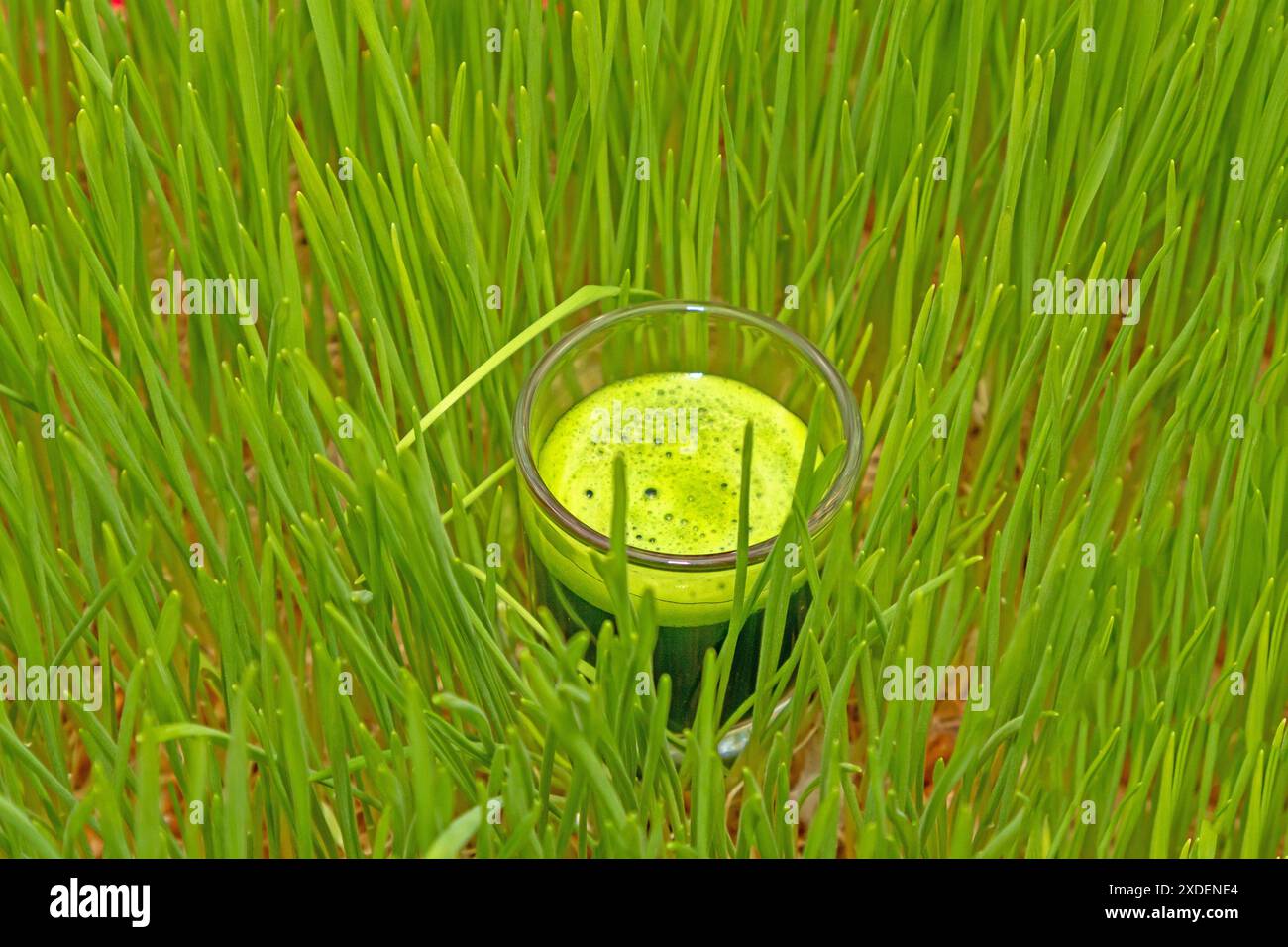 Kleines Glas mit Weizengras, das im grünen Rasen geschossen wurde Stockfoto