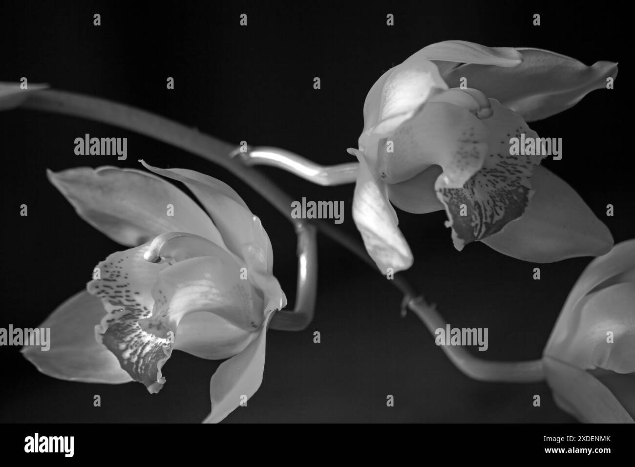 Cymbidium Orchideenblumen 16026 Stockfoto