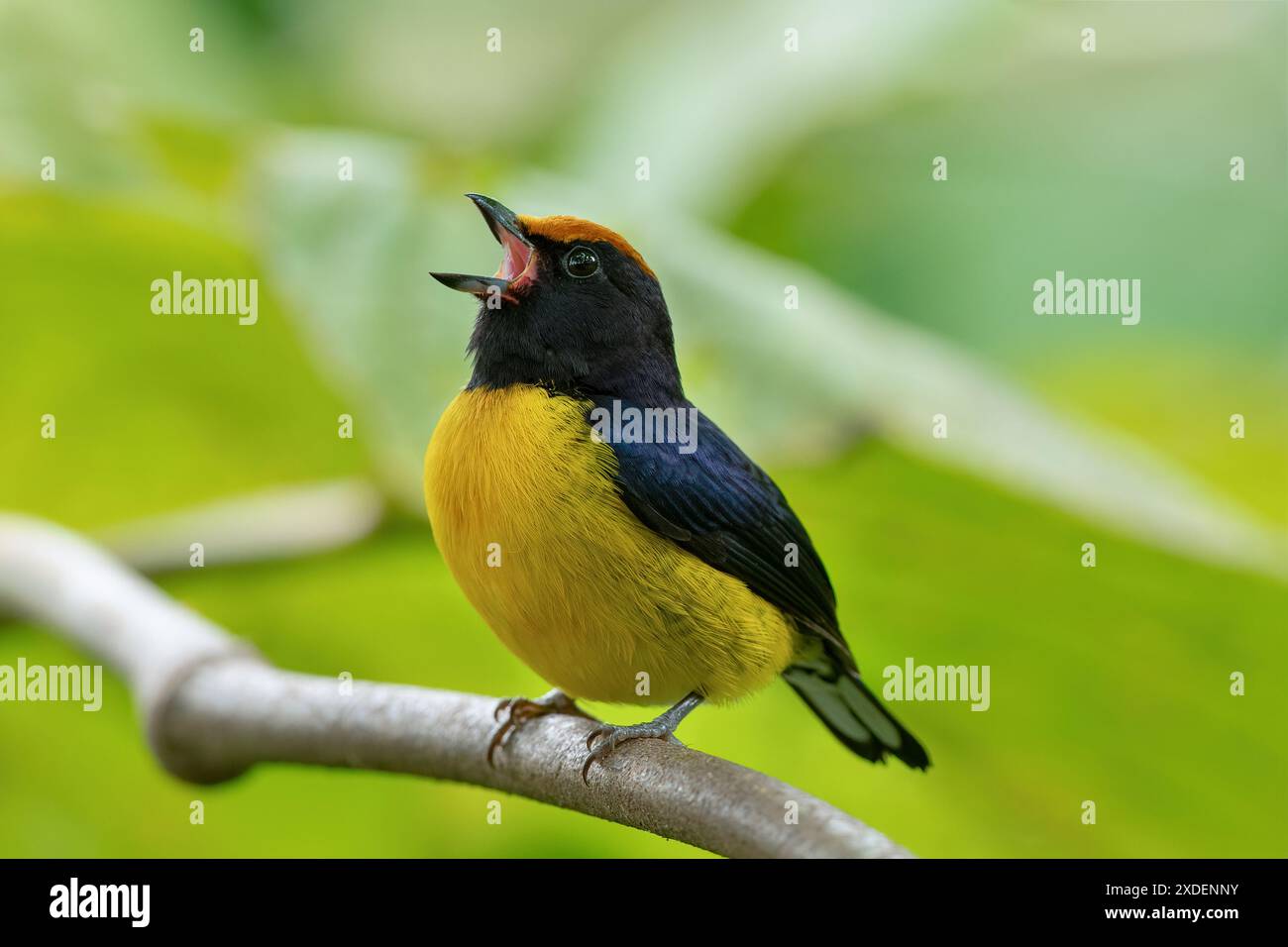Euphonia (Euphonia anneae) mit Tawny-Kappen auf einem Baumzweig singt, Costa Rica Stockfoto