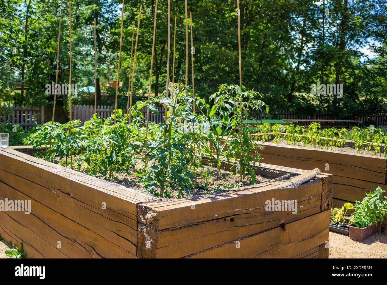 Ein Hochbeet aus Holzkiste, gefüllt mit Bodenkompost und Tomaten, die darin wachsen Stockfoto