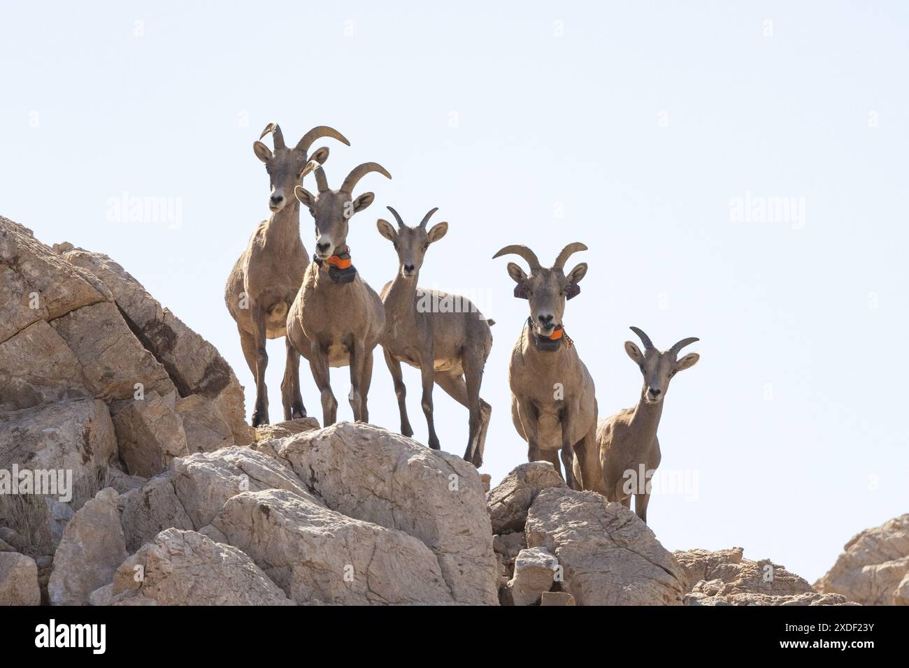 Wüstenhirnschaf, Ovis canadensis nelsoni, in Mojave, Kalifornien Stockfoto