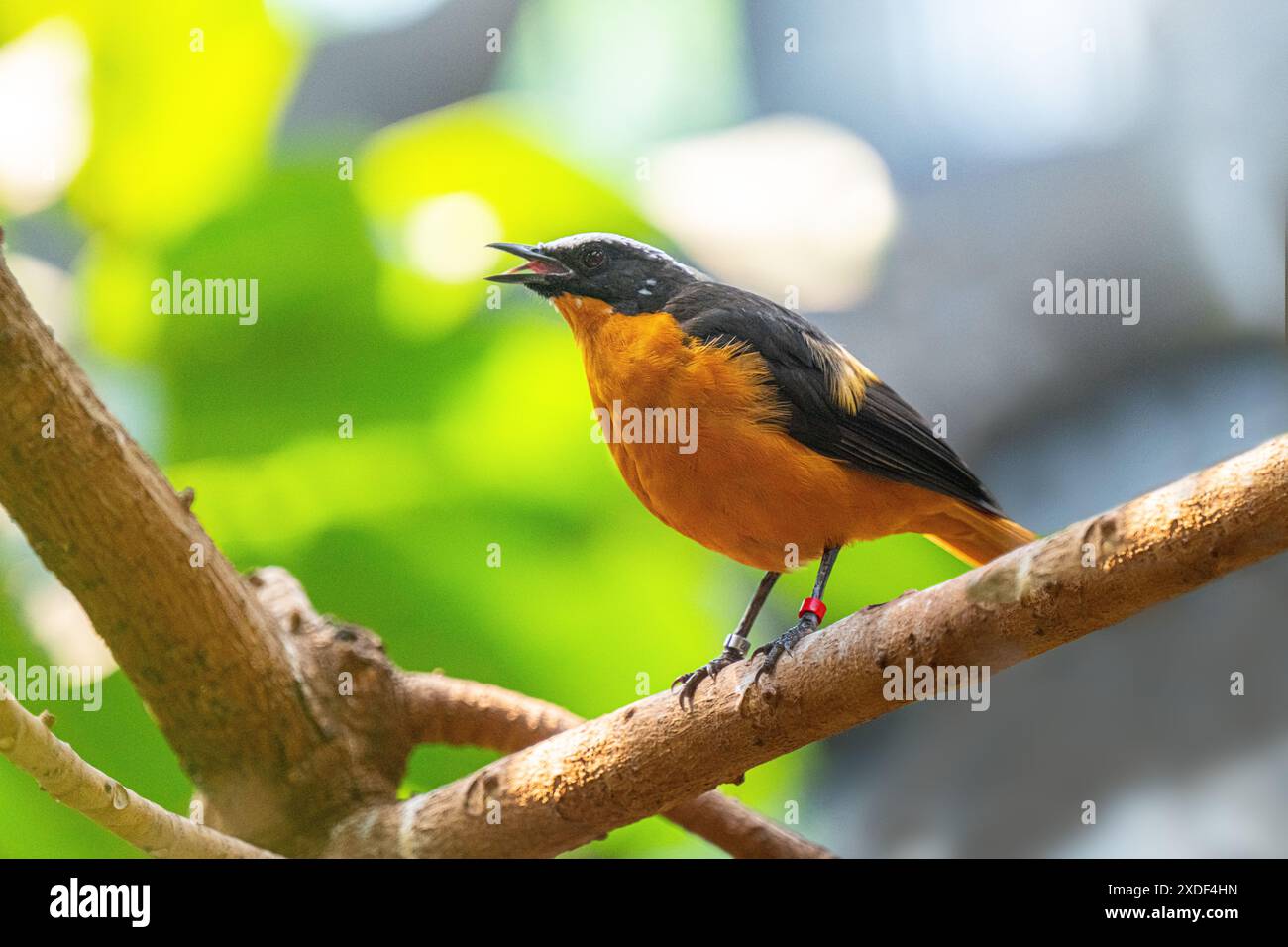 Ein weißgekrönter robin-Chat (Cossypha albicapillus), der auf einem Zweig singt (man sieht die kleine Zunge). Stockfoto