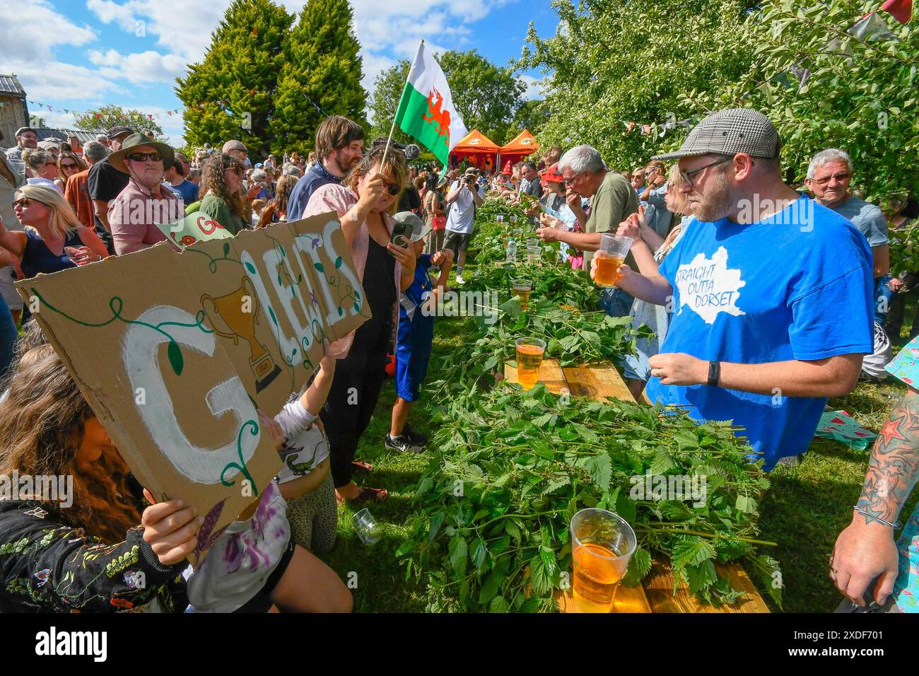 Waytown, Dorset, Großbritannien. Juni 2024. Teilnehmer, die von einer begeisterten Menschenmenge beobachtet werden, nehmen an der jährlichen Weltmeisterschaft der Brennnessel Eating auf der Dorset Nectar Cider Farm in Waytown in Dorset Teil. Ziel des Wettbewerbs ist es, die Blätter von vielen zwei Fuß großen Brennnesselstielen so schnell wie möglich in 30 Minuten zu essen, die von Cidre heruntergespült werden. Ein Go Lewis-Schild, das von der Menge aufgehalten wird. Bildnachweis: Graham Hunt/Alamy Live News Stockfoto