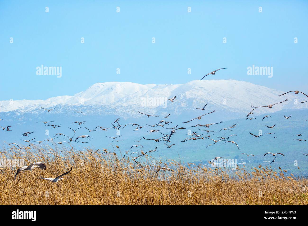 Grus grus (Grus grus) im Hintergrund Mount Hermon Stockfoto