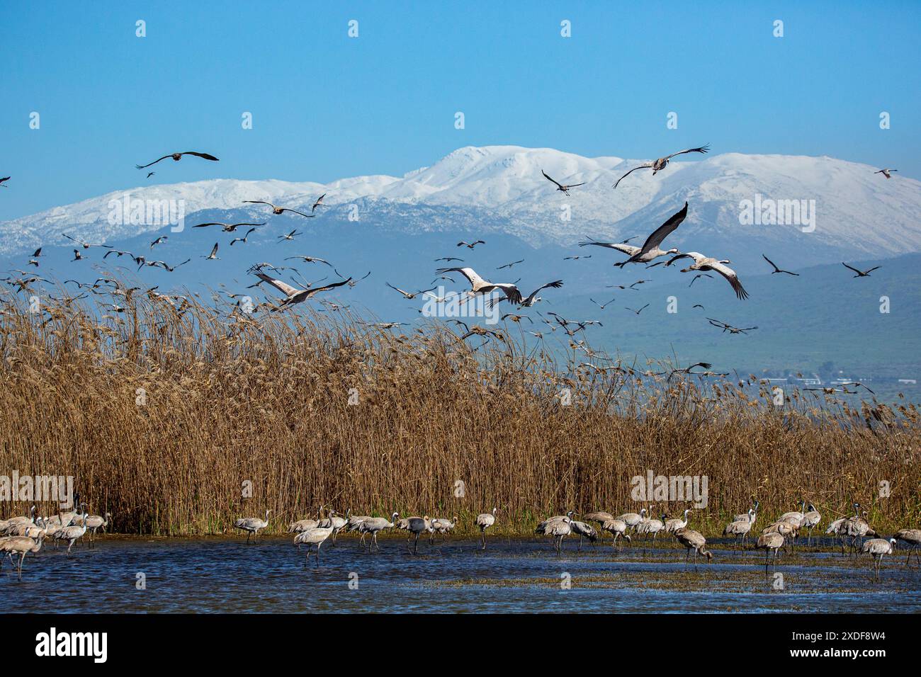 Grus grus (Grus grus) im Hintergrund Mount Hermon Stockfoto