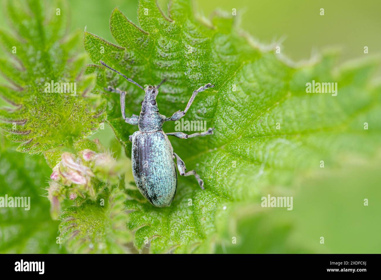 Brennnesselkäfer (Phyllobius pomaceus), kleiner Grünkäfer auf einer Brennnessel, UK Stockfoto