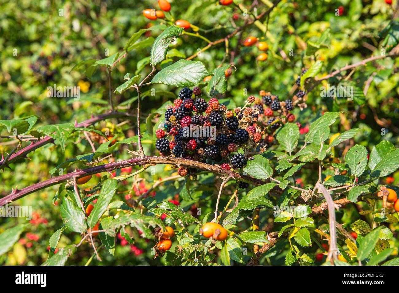 Ein sehr typisches Zeichen des Herbstes, die saftigen Brombeeren, die auf den Brombeeren Reifen. Eine wertvolle Nahrungsquelle für Mensch und Tier. . Suffolk, Vereinigtes Königreich . Stockfoto