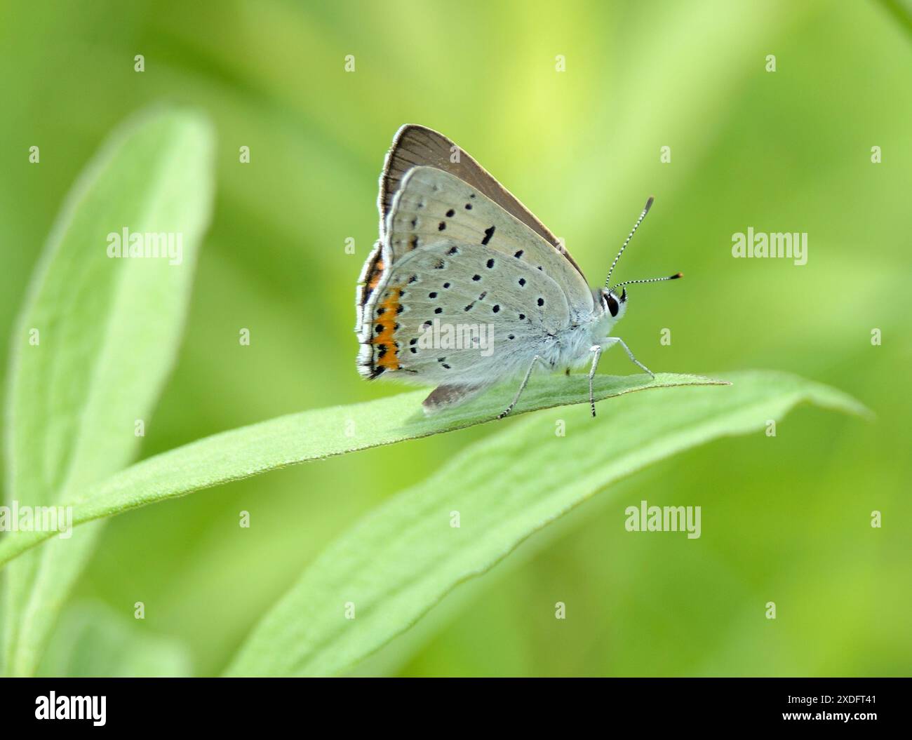 Graue Kupferschmetterlinge (Lycaena-Dione) mit gefalteten Flügeln dargestellt Stockfoto