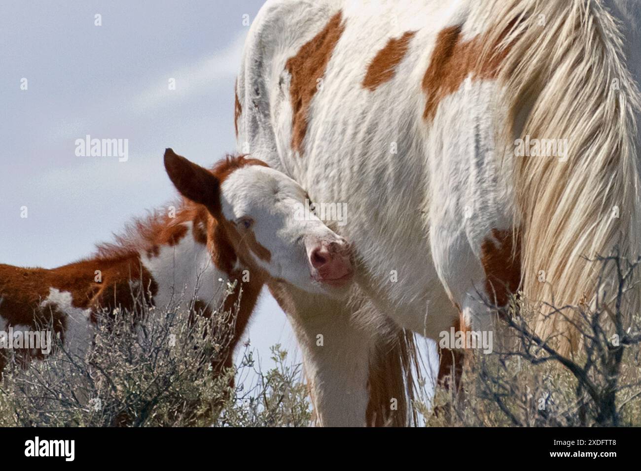Die Steens Mountain Wildpferde können von Pinto über Buchsleder, Sauerampfer, Bucht, Palomino, Graubraun und Schwarz reichen. Stockfoto