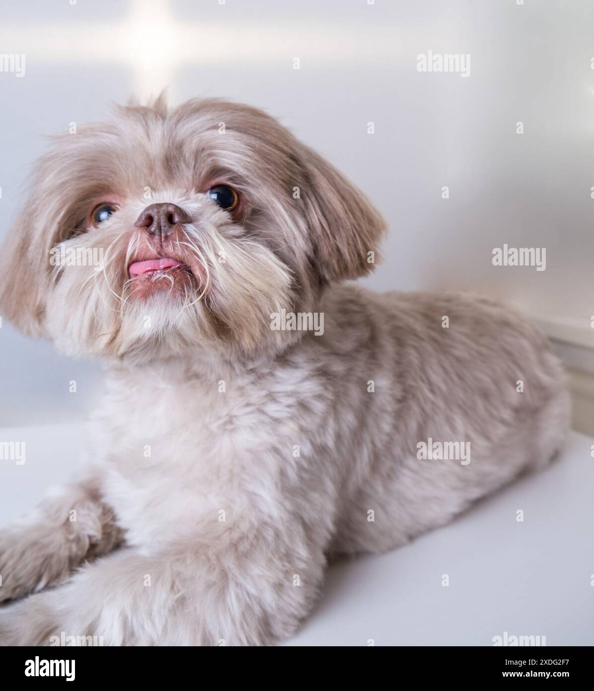 Fesselnde Shih Tzu, die Augen mit der Kamera fixiert. Faszinierender Shih Tzu, Der Augenkontakt Macht Stockfoto