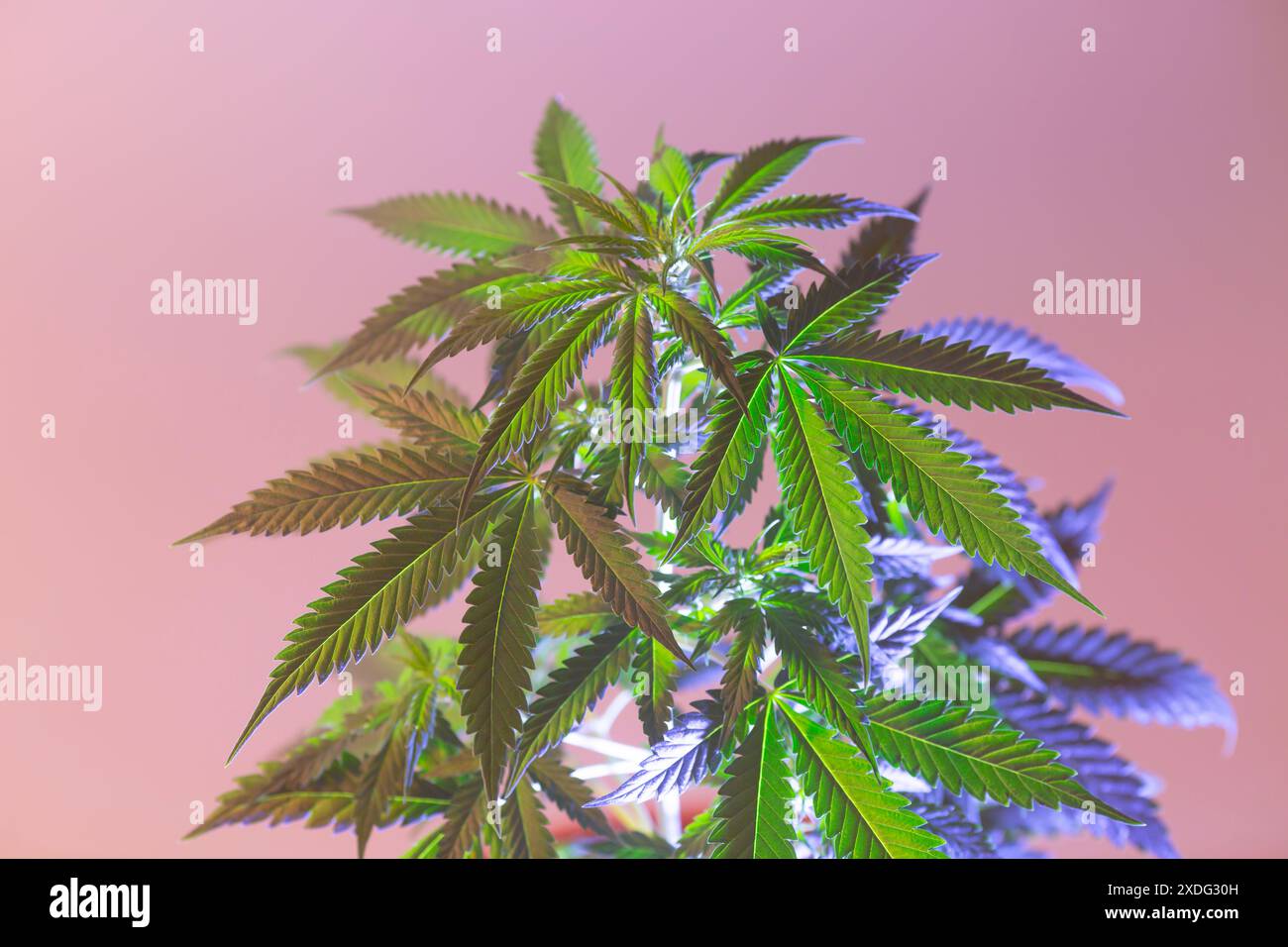 Cannabispflanze auf pastellbeigem Hintergrund. Medizinische Marihuana-Sorte mit perfekten Blättern auf sanftem rosa Hintergrund, künstlerische ästhetische Fotografie des Saums Stockfoto