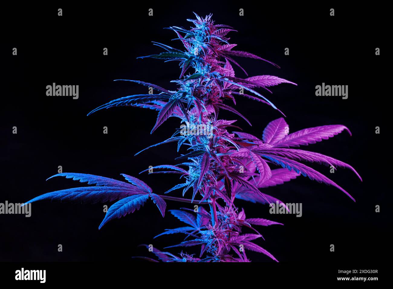 Lila Cannabispflanze isoliert auf schwarzem Hintergrund. Marihuanapflanze mit blühenden Knospen in farbenfrohem lila Neonlicht. Stockfoto
